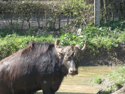 Waterbuffel - De Zonnegloed - Dierenpark - Dieren opvangcentrum - Sanctuary
